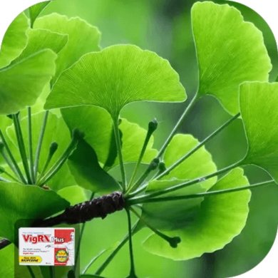 Ginkgo Biloba